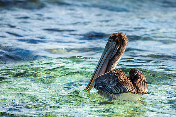 포토 JPG 해외이미지 동물 야생동물 바다 날개 자연 조류 성인 사람없음 야외 물 갈색 미국 회색 관찰 펠리컨 사파리 깃털 부리 물새 동물상 서쪽 이국적 해외포토 자연요소 컬러 북아메리카 모션 사람 조형물 방향 생태계 파일형식 이미지허브