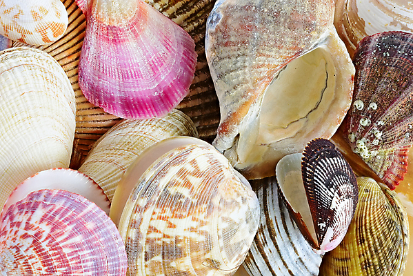 포토 JPG 해외이미지 모래 바다 조개 연체동물 사람없음 껍질 못 소라 해외포토 어패류 무척추동물 공구 파일형식 이미지허브