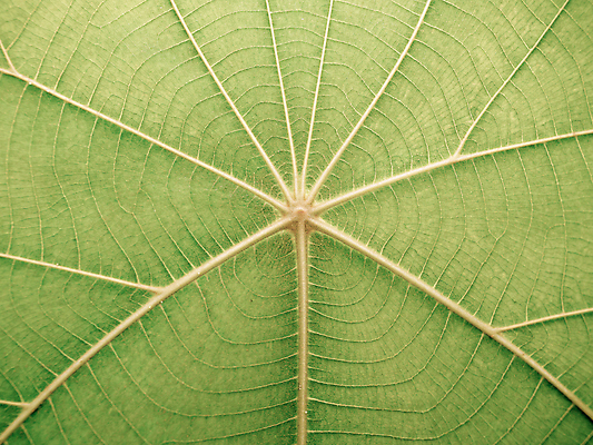 포토 JPG 해외이미지 나무 식물 1 디자인 백그라운드 잎 패턴 자연 표면 추상 새로움 세포 사람없음 초록색 여름 빛 환경 정원 어둠 봄 성장 신선 닫기 열대우림 묘사 싱글 유기농 질감 복고 심플 내추럴 대칭 생태학 이국적 혼자 해외포토 웰빙 계절 교육 컬러 컨셉 무늬 모션 숲 생태계 파일형식 이미지허브