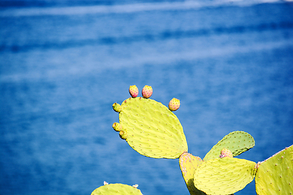 포토 JPG 해외이미지 음식 과일 자연 건강 사람없음 해외포토 생태계 파일형식 이미지허브
