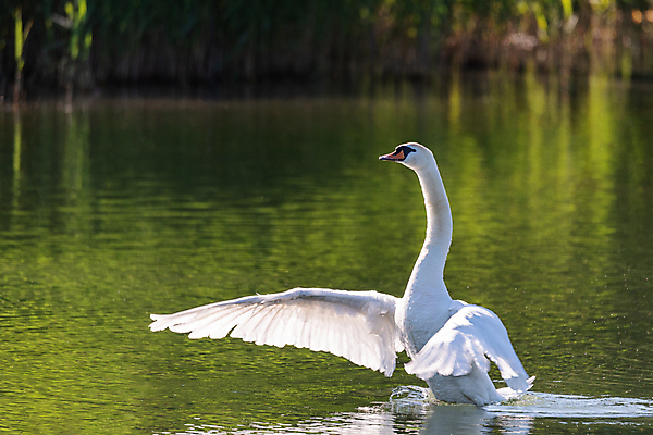 포토 JPG 해외이미지 주간 한마리 호수 사람없음 야외 백조 날갯짓 해외포토 자연요소 1 조류 파일형식 이미지허브