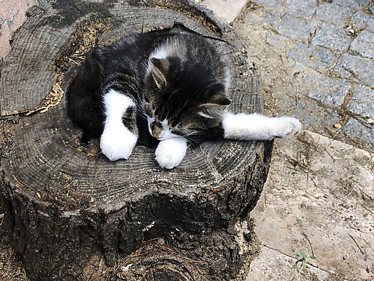 포토 JPG 해외이미지 나무 동물 1 공원 휴식 거리 털 피곤 앉기 사람없음 야외 목재 반려동물 고양이 흰색 도시 잠 버리기 얼룩무늬 솜털 노숙자 거짓말 혼자 해외포토 식물 공공시설 컬러 컨셉 무늬 재료 포유류 모션 파일형식 이미지허브