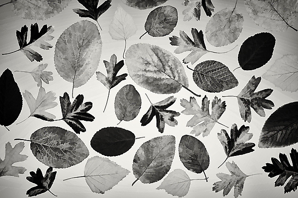 포토 JPG 해외이미지 나무 디자인 계절 공원 행복 백그라운드 단풍 잎 패턴 자연 벽지 하늘 사람없음 빛 태양 환경 정원 광선 가을 흰색 황금 숲 11월 오브젝트 자작나무 10월 이상 해외포토 자연요소 식물 공공시설 감정 컬러 무늬 날짜 생태계 파일형식 이미지허브