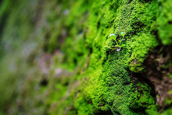 포토 JPG 해외이미지 식물 디자인 공원 벽 백그라운드 잎 패턴 자연 벽지 표면 추상 벽돌 돌담 이끼 사람없음 야외 초록색 환경 봄 촉촉함 수확 성장 신선 거친 닫기 숲 묘사 질감 복고 내추럴 곰팡이 그런지 옛날 해외포토 계절 공공시설 컬러 무늬 농업 모션 담장 젖음 돌_바위 생태계 파일형식 이미지허브