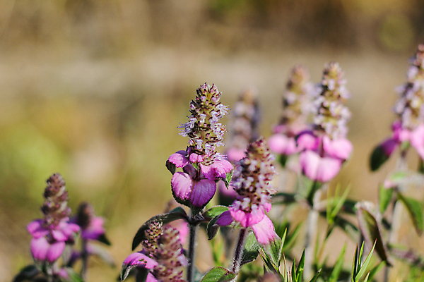 포토 JPG 해외이미지 나무 식물 디자인 공원 꽃잎 꽃 아시아 벽 분홍색 백그라운드 잎 꽃무늬 밭 태국 자연 풍경 사람없음 야외 초록색 여름 파란색 컬러풀 정원 보라색 봄 벚꽃 흰색 신선 소나무 개화 벌 허브 제비꽃 라벤더 내추럴 해외포토 계절 공공시설 나라 컬러 곤충 무늬 농업 생태계 파일형식 이미지허브