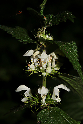 포토 JPG 해외이미지 나무 식물 배너 꽃잎 꽃 실루엣 선 잎 꽃무늬 오렌지 벽지 잉크 프레임 미술 사람없음 장식 초록색 세트 컬러풀 정원 검은색 놀람 봄 들꽃 벚꽃 흰색 시골 붓 원형 모서리 스케치 수집 질감 윤곽 고립 아마추어 해외포토 도형 계절 감정 컬러 무늬 과일 문화예술 촬영기법 표정 파일형식 이미지허브