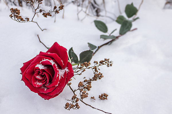 포토 JPG 해외이미지 식물 라이프스타일 계절 공원 꽃잎 꽃 감정 꽃다발 결혼 겨울 관계 자연 휴가 친절 거리 기념 건조 발렌타인데이 선물 사랑 사람없음 야외 빨간색 초록색 장미 정원 냉동 얼음 추위 흰색 나뭇가지 생일 버리기 심볼 서리 긍정 열정 2월 고딕 제설기 눈내림 해외포토 자연요소 나무 공공시설 기념일 컬러 컨셉 모션 데이이벤트 눈_날씨 이벤트 생활 날짜 생태계 제설 파일형식 이미지허브