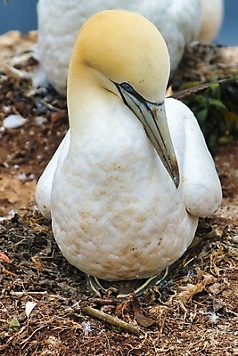 포토 JPG 해외이미지 동물 커플 야생동물 바다 자연 조류 풍경 사람없음 야외 물 여름 노란색 맑음 흰색 둥지 북쪽 내추럴 식민지 해외포토 자연요소 계절 컬러 관계 날씨 방향 생태계 파일형식 이미지허브