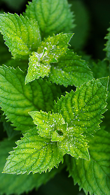 포토 JPG 해외이미지 식물 백그라운드 잎 채소 자연 사람없음 초록색 정원 성장 신선 민트 허브 향신료 묘사 유기농 원예 향기 아로마 향 후추 스피아민트 해외포토 웰빙 컬러 취미 생태계 냄새 향미료 파일형식 이미지허브