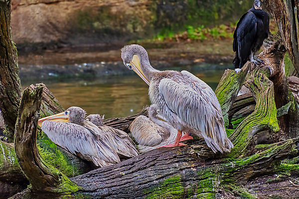 포토 JPG 해외이미지 동물 호수 분홍색 아프리카 자연 조류 사람없음 옆모습 물 파란색 머리 회색 연못 펠리컨 깃털 부리 물새 계산서 해외포토 자연요소 나라 뷰포인트 컬러 신체부위 생태계 파일형식 이미지허브