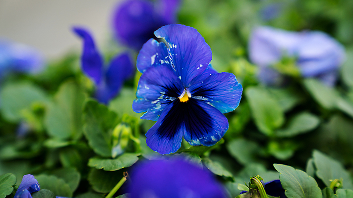 포토 JPG 해외이미지 식물 꽃잎 꽃 백그라운드 꽃무늬 밭 자연 사람없음 초록색 파란색 노란색 정원 보라색 어둠 봄 벚꽃 흰색 신선 닫기 다발 제비꽃 원예 내추럴 고립 비올라 해외포토 계절 컬러 무늬 농업 모션 취미 생태계 파일형식 찰현악기 이미지허브