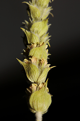 포토 JPG 해외이미지 꽃 커피 음료 가구 쿠션 겨울 탁자 아침 휴식 주택 건강 동양인 사람없음 내부 목재 컵 초록색 빛 소파 독서 햇빛 쌓기 고양이 침묵 카페 머그컵 가을 뜨거움 차 아침식사 찻잔 찻주전자 녹차 스웨터 허브 오브젝트 상쾌 서빙 주말 리빙 따뜻한음료 스타일 해외포토 주간 나무 식물 식기 계절 감정 컬러 생활용품 컨셉 상의 의자 재료 포유류 모션 주전자 잔 인종 건물 차_음료 반려동물 태양 상점 식사 소리 파일형식 이미지허브