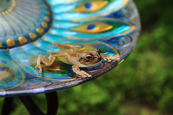 포토 JPG 해외이미지 동물 야생동물 청소년 유리 개구리 양서류 사람없음 장식 노란색 보라색 수영 아기 황금 질감 청개구리 플로리다 해외포토 컬러 재질 사람 미국 수상스포츠 파일형식 이미지허브