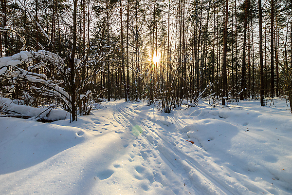 포토 JPG 해외이미지 나무 계절 여행 백그라운드 크리스마스 겨울 패턴 자연 하늘 휴가 파노라마 풍경 사람없음 야외 빛 햇빛 일출 냉동 얼음 일몰 봄 추위 덮개 가을 흰색 신선 소나무 저녁 숲 12월 11월 서리 장면 1월 내추럴 2월 선로 해외포토 자연요소 식물 기념일 컬러 무늬 촬영기법 태양 노을 뚜껑 날짜 야간 생태계 파일형식 이미지허브
