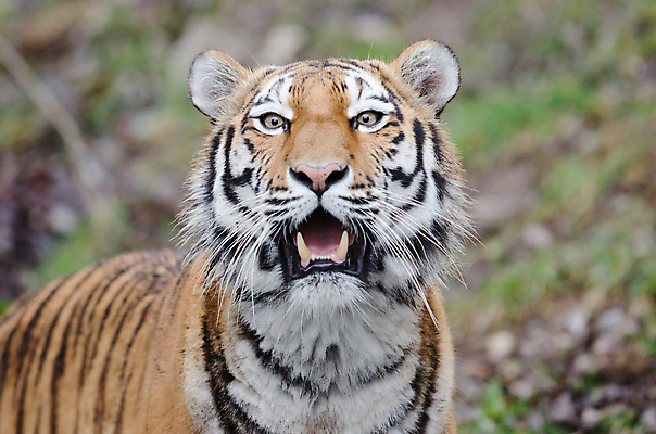 포토 JPG 해외이미지 동물 한마리 1 아시아 야생동물 포유류 자연 동물원 동양인 사람없음 목재 머리 산책 호랑이 보호 숲 위험 큼 러시아 육식동물 멸종 표범 내추럴 동물상 러시아인 시베리아 해외포토 서양인 나무 유럽 나라 컨셉 재료 휴식 인종 신체부위 조형물 크기 생태계 파일형식 이미지허브