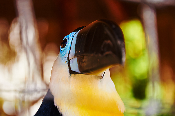 포토 JPG 해외이미지 나무 동물 공원 야생동물 백그라운드 신체 오렌지 자연 조류 사람없음 빨간색 반려동물 컬러풀 노란색 머리 미국 활발 흰색 나뭇가지 보호 숲 열대우림 깃털 코 부리 브라질 남쪽 내추럴 아마존 이국적 해외포토 식물 공공시설 컬러 컨셉 북아메리카 과일 신체부위 남아메리카 방향 생태계 파일형식 이미지허브
