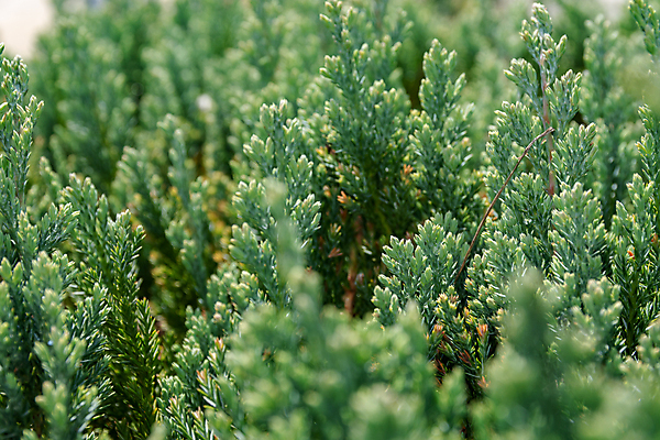 포토 JPG 해외이미지 나무 식물 계절 백그라운드 잎 자연 사람없음 초록색 농장 환경 봄 성장 나뭇가지 신선 원예 삼림지대 그리너리 해외포토 컬러 농업 취미 숲 생태계 파일형식 트랜드컬러 이미지허브