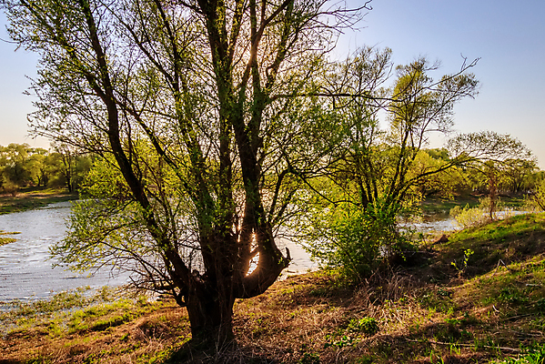 포토 JPG 해외이미지 나무 계절 호수 백그라운드 잎 자연 하늘 아침 풍경 사람없음 야외 초록색 물 여름 파란색 빛 강 햇빛 태양 일출 일몰 봄 나뭇가지 연못 저녁 버드나무 러시아 땅바닥 해외포토 주간 자연요소 식물 유럽 컬러 바닥 노을 야간 생태계 파일형식 이미지허브