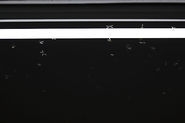 포토 JPG 해외이미지 동물 계절 야생동물 곤충 이동 날개 자연 놀이 사람없음 빛 반짝임 어둠 시골 등불 램프 그룹 벌레 야간 저녁 딱정벌레 개미 형광등 네비게이션 나방 내추럴 식용 자외선 혼란 많음 해외포토 자연요소 컨셉 모션 전등 조명 생태계 파일형식 이미지허브