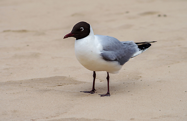포토 JPG 해외이미지 동물 1 유럽 야생동물 모래 백그라운드 날개 자연 갈매기 사람없음 야외 여름 갈색 닫기 물새 내추럴 해외포토 계절 나라 컬러 모션 조류 생태계 파일형식 이미지허브