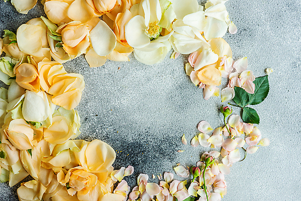 포토 JPG 해외이미지 꽃잎 잎 회색배경 사람없음 장미 원형프레임 카피스페이스 해외포토 식물 꽃 백그라운드 프레임 공백 회색 원형 파일형식 이미지허브