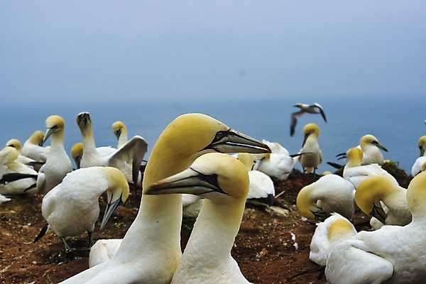 포토 JPG 해외이미지 동물 커플 야생동물 바다 자연 조류 풍경 사람없음 야외 물 여름 노란색 맑음 흰색 둥지 북쪽 내추럴 식민지 해외포토 자연요소 계절 컬러 관계 날씨 방향 생태계 파일형식 이미지허브