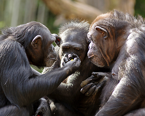 포토 JPG 해외이미지 나무 동물 얼굴 야생동물 자연 동물원 대화 웃음 앉기 사람없음 옆모습 환경 원숭이 표현 그룹 보호 토론 생태계 서식지 유인원 침팬지 해외포토 식물 뷰포인트 컨셉 포유류 모션 표정 말하기 신체부위 파일형식 이미지허브
