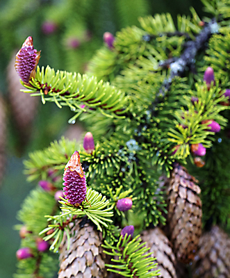포토 JPG 해외이미지 나무 식물 디자인 계절 공원 분홍색 백그라운드 자연 새로움 씨앗 사람없음 야외 장식 초록색 새싹 환경 봄 성장 벚꽃 나뭇가지 신선 소나무 개화 숲 작음 날씬함 싱글 날카로움 솔방울 상록수 침엽수 전나무 원뿔 내추럴 처음 가문비나무 해외포토 도형 공공시설 꽃 컬러 컨셉 크기 몸매 생태계 파일형식 이미지허브