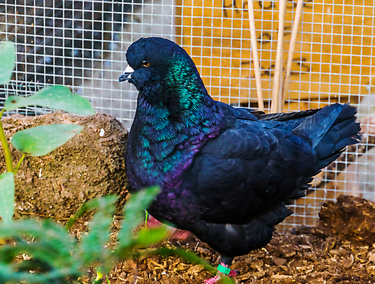 포토 JPG 해외이미지 동물 계절 얼굴 조류 종류 사람없음 반려동물 농장 머리 검은색 목장 회색 변화 왕 깃털 비둘기 새장 광택 잡종 외양간 보유 이국적 인기 해외포토 컬러 컨셉 농업 신체부위 케이지 파일형식 이미지허브