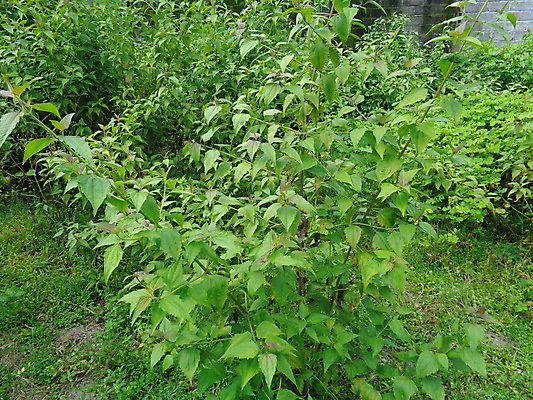 포토 JPG 해외이미지 식물 꽃잎 꽃 아시아 야생동물 백그라운드 잎 패턴 밭 자연 건강 종류 사람없음 초록색 약 노란색 정원 보라색 봄 들꽃 성장 벚꽃 흰색 나뭇가지 신선 허브 묘사 유기농 아로마테라피 내추럴 해외포토 나무 동물 웰빙 계절 나라 컬러 무늬 농업 의학 생태계 테라피 파일형식 이미지허브