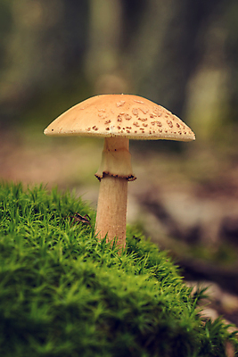 포토 JPG 해외이미지 주간 자연 근접촬영 잔디 사람없음 야외 버섯 숲속 해외포토 자연요소 식물 뷰포인트 숲 생태계 파일형식 이미지허브