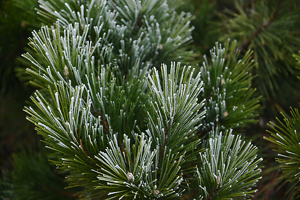 포토 JPG 해외이미지 나무 계절 백그라운드 크리스마스 겨울 텍스트 자연 하늘 날씨 휴가 새로움 새해 풍경 사람없음 야외 초록색 빛 냉동 축제 추위 흰색 나뭇가지 인사 소나무 신용카드 숲 12월 땅 서리 엽서 초대 전나무 1월 내추럴 폭설 가문비나무 카피스페이스 해외포토 식물 기념일 컬러 컨셉 눈_날씨 금융 공백 예절 날짜 자연재해 편지 생태계 파일형식 이미지허브