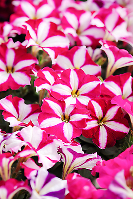 포토 JPG 해외이미지 식물 계절 꽃잎 꽃 분홍색 백그라운드 잎 꽃무늬 밭 자연 매달리기 사람없음 야외 초록색 컬러풀 환경 정원 보라색 봄 성장 벚꽃 흰색 신선 개화 냄비 원예 자연백그라운드 내추럴 생태학 피튜니아 해외포토 교육 컬러 무늬 농업 모션 취미 솥 생태계 파일형식 이미지허브