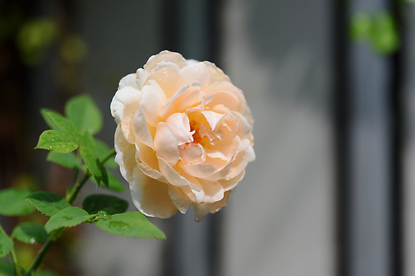 포토 JPG 해외이미지 나무 식물 계절 공원 꽃잎 꽃 벽 줄기 백그라운드 잎 꽃무늬 자연 아침 발렌타인데이 사랑 사람없음 야외 초록색 물 여름 빛 컬러풀 장미 노란색 환경 정원 봄 벚꽃 흰색 신선 개화 떨어짐 원예 보케 부드러움 내추럴 해외포토 주간 자연요소 공공시설 감정 컬러 컨셉 무늬 데이이벤트 취미 감각 생태계 파일형식 이미지허브