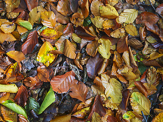 포토 JPG 해외이미지 나무 계절 백그라운드 단풍 잎 오렌지 자연 아침 사람없음 야외 빨간색 초록색 빛 컬러풀 갈색 노란색 젖음 가을 황금 떨어짐 숲 10월 내추럴 강렬 해외포토 주간 식물 컬러 컨셉 과일 날짜 생태계 파일형식 이미지허브