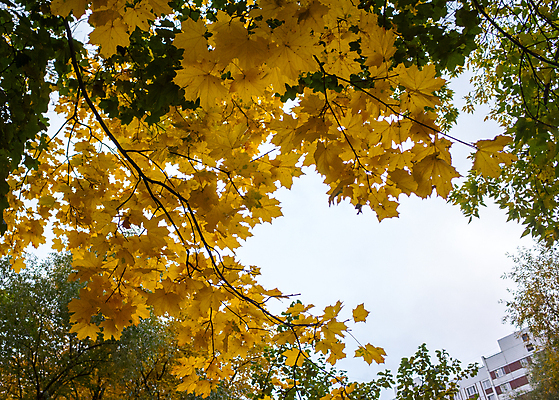 포토 JPG 해외이미지 나무 계절 공원 백그라운드 단풍 잎 오렌지 자연 하늘 풍경 사람없음 빨간색 초록색 파란색 컬러풀 햇빛 갈색 노란색 맑음 활발 가을 흰색 변화 황금 숲 10월 해외포토 식물 공공시설 컬러 컨셉 과일 날씨 태양 날짜 생태계 파일형식 이미지허브