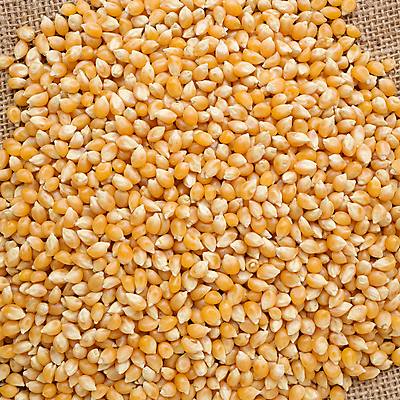 포토 JPG 해외이미지 식물 음식 백그라운드 패턴 농업 채소 재료 건강 옥수수 요리 씨앗 사람없음 농작물 노란색 흰색 황금 달콤 자르기 시리얼 먹기 유기농 질감 알맹이 날것 고립 해외포토 웰빙 산업 컬러 무늬 모션 곡류 맛 파일형식 이미지허브