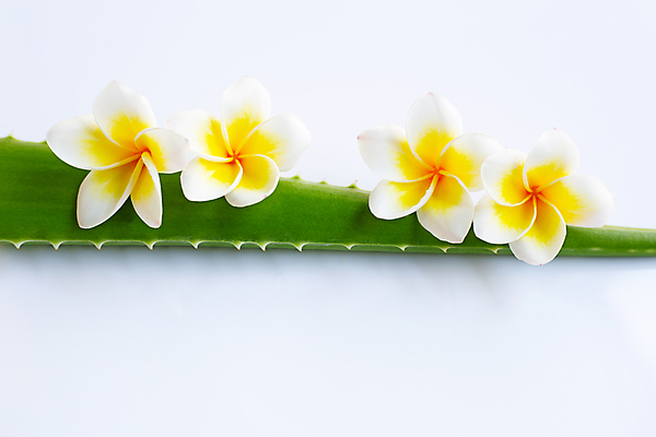 포토 JPG 해외이미지 스튜디오촬영 꽃 실내 사람없음 흰배경 알로에 해외포토 식물 백그라운드 내부 흰색 파일형식 이미지허브