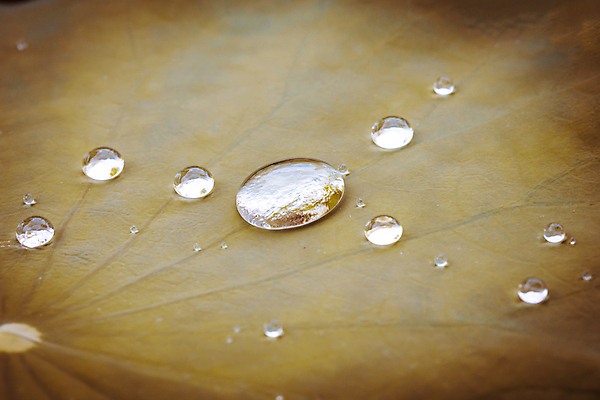 포토 JPG 해외이미지 식물 백그라운드 잎 패턴 오렌지 자연 추상 사람없음 야외 반사 갈색 노란색 환경 봄 젖음 성장 물방울 신선 투명 액체 닫기 떨어짐 이슬 빗방울 질감 내추럴 그리너리 해외포토 계절 컬러 컨셉 무늬 과일 모션 비_날씨 생태계 파일형식 트랜드컬러 이미지허브