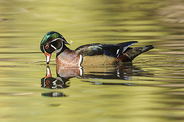 포토 JPG 해외이미지 동물 계절 공원 남자 호수 야생동물 잎 자연 조류 오리 사람없음 야외 목재 빨간색 초록색 물 컬러풀 반사 갈색 노란색 환경 수영 가을 연못 황금 습지 깃털 부리 물새 계산서 10월 내추럴 동물상 워싱턴 해외포토 자연요소 나무 식물 공공시설 컬러 재료 사람 조형물 미국 수상스포츠 날짜 생태계 파일형식 이미지허브