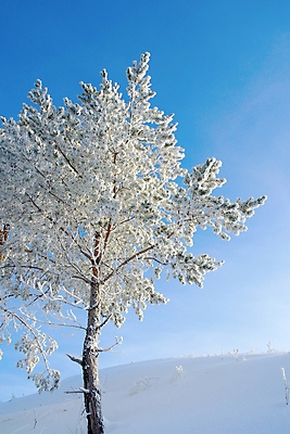 포토 JPG 해외이미지 나무 계절 여행 백그라운드 크리스마스 겨울 자연 하늘 날씨 산 풍경 사람없음 야외 목재 파란색 빛 환경 얼음 추위 백발 흰색 신선 소나무 숲 언덕 서리 전나무 눈내림 해외포토 자연요소 식물 헤어스타일 기념일 컬러 재료 눈_날씨 생태계 파일형식 이미지허브