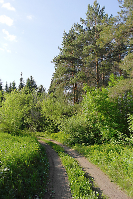 포토 JPG 해외이미지 나무 식물 공원 길 백그라운드 잎 자연 풍경 사람없음 야외 목재 초록색 여름 빛 햇빛 환경 성장 소나무 숲 장면 내추럴 방법 해외포토 계절 공공시설 컬러 재료 태양 생태계 파일형식 이미지허브