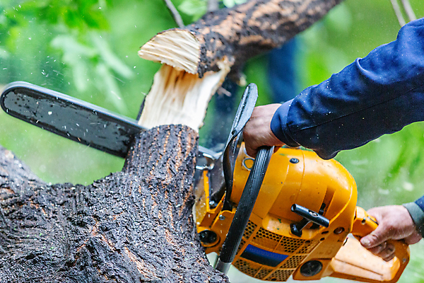 포토 JPG 해외이미지 직업 손 공원 남자 백그라운드 유니폼 노동자 거리 사람 성인 사람없음 야외 목재 초록색 갈색 장비 공구 업무 자르기 나무껍질 폭풍 잡동사니 내추럴 방법 벌목 전기톱 허리케인 해외포토 나무 옷 공공시설 컬러 재료 모션 날씨 신체부위 껍질 도구 작업 자연재해 톱 파일형식 이미지허브