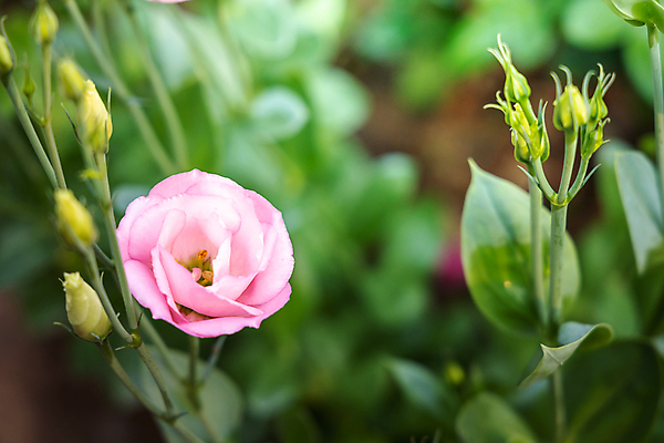 포토 JPG 해외이미지 식물 꽃잎 꽃 줄기 분홍색 잎 꽃무늬 자연 발렌타인데이 사람없음 야외 초록색 햇빛 장미 정원 벚꽃 내추럴 해외포토 컬러 무늬 데이이벤트 태양 생태계 파일형식 이미지허브