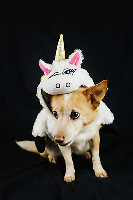 포토 JPG 해외이미지 스튜디오촬영 동물 응시 행복 새끼 무지개 포유류 휴가 뿔 앉기 사람없음 반려동물 장난감 파티 생일 유머 개 강아지 작음 옷입기 변장 송곳니 고립 기르기 유니콘 특별함 해외포토 자연요소 시선 기념일 감정 컨셉 모션 실내 이벤트 치아 크기 돌봄 파일형식 이미지허브