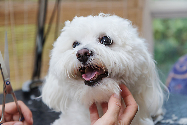 포토 JPG 해외이미지 손 탁자 실내 들기 신체부위 반려동물 개 테리어 돌봄 미용가위 애견미용 해외포토 동물 가구 포유류 모션 가위_도구 사람 내부 뷰티 미용용품 파일형식 이미지허브