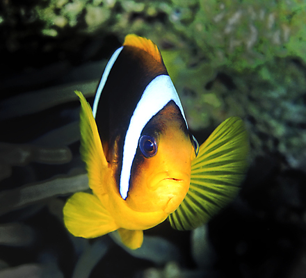 포토 JPG 해외이미지 얼굴 야생동물 바다 여행 학교 자연 휴가 이집트 어류 사람없음 물 파란색 수중 입 스노클링 산호 다이빙 암초 홍해 서식지 동물상 소금물 아네모네 해외포토 자연요소 동물 교육 꽃 컬러 아프리카 신체부위 조형물 수영 수중동물 수상스포츠 자포동물 생태계 수중스포츠 파일형식 이미지허브