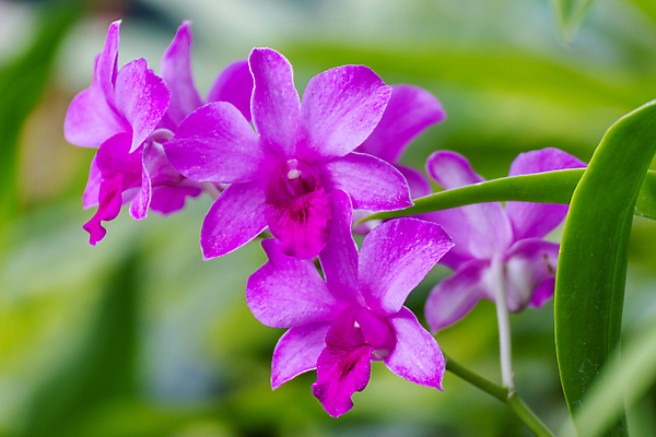 포토 JPG 해외이미지 식물 꽃잎 꽃 줄기 분홍색 꽃다발 백그라운드 꽃무늬 과일 자연 사람없음 장식 초록색 여름 정원 보라색 검은색 스파 중국 봄 벚꽃 흰색 나뭇가지 신선 난초 재산 닫기 심볼 냄새 호접란 단아함 해외포토 나무 계절 아시아 컬러 무늬 모션 금융 생태계 파일형식 이미지허브