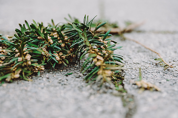 포토 JPG 해외이미지 주간 전신 식물 1 도로 백그라운드 날개 자연 추상 거리 건조 사람없음 야외 초록색 갈색 환경 검은색 나뭇가지 닫기 선탠 작음 묘사 서식지 내추럴 블러 혼자 해외포토 자연요소 나무 길 컬러 무늬 교통시설 모션 크기 생태계 파일형식 이미지허브