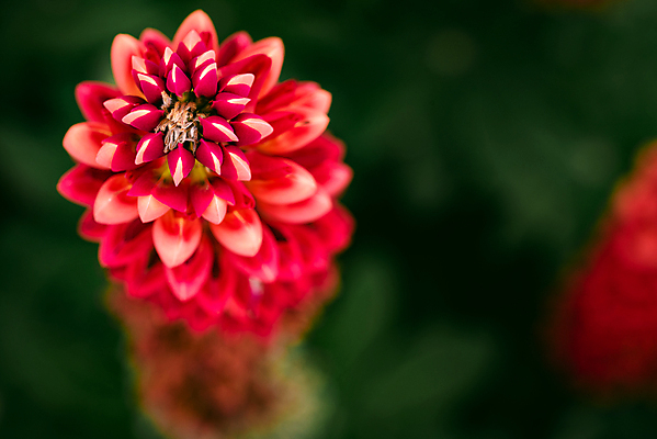 포토 JPG 해외이미지 식물 꽃잎 꽃 분홍색 백그라운드 잎 꽃무늬 밭 자연 사람없음 야외 빨간색 초록색 여름 파란색 컬러풀 햇빛 노란색 머리 정원 보라색 봄 들꽃 벚꽃 흰색 개화 원예 꽃가루 붓꽃 내추럴 고립 영원 해외포토 계절 컬러 무늬 농업 취미 신체부위 태양 가루 생태계 파일형식 이미지허브